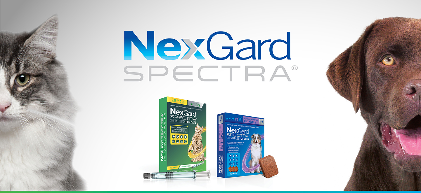 Nexgard Spectra buy online NZ My Vet - New Zealand's Largest Online Pet  Pharmacy