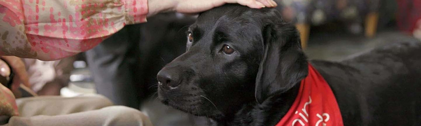 Black_Labrador_Canine_Friends_Pet_Therapy