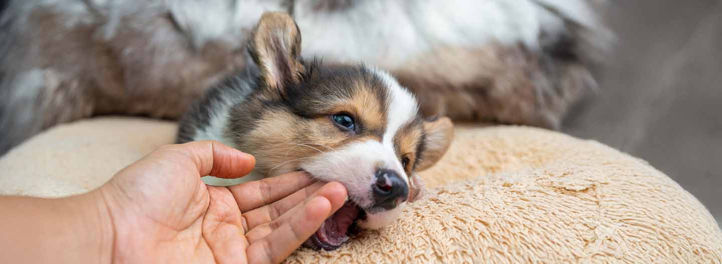 puppy-keeps-biting-hand-nipping-behavior-training