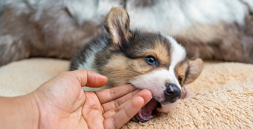 puppy-keeps-biting-hand-nipping-behavior-training