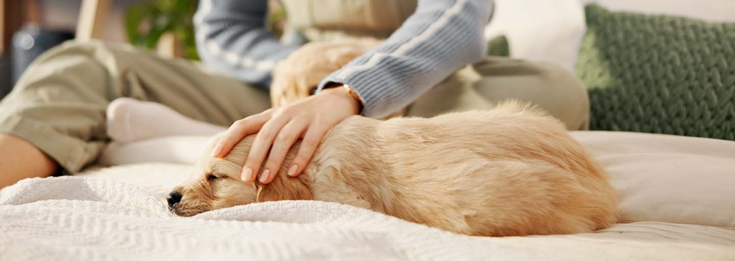 small-puppy-lying-comfortably-on-a-blanket