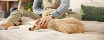 small-puppy-lying-comfortably-on-a-blanket