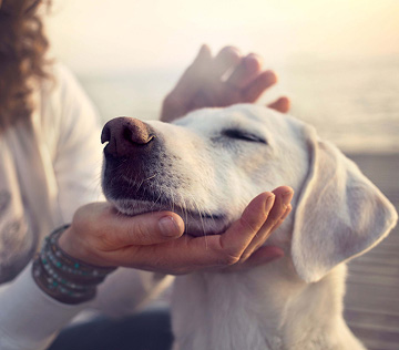 Pet-owner-providing-care-and-affection-to-their-dog-on-the-beach