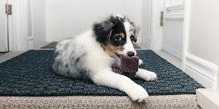Puppy-with-diarrhoea-resting-on-a-mat-inside-the-house