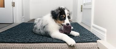 Puppy-with-diarrhoea-resting-on-a-mat-inside-the-house