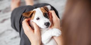 puppy-ear-mites-symptoms-inspection-close-up