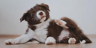 puppy-with-sarcoptic-mange-scratching-skin-mites-symptoms