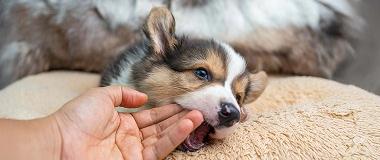puppy-keeps-biting-hand-nipping-behavior-training