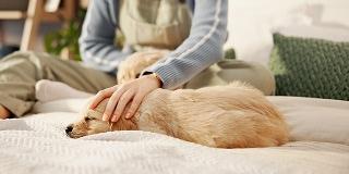 small-puppy-lying-comfortably-on-a-blanket