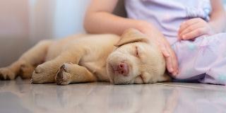 sleeping-yellow-lab-puppy-being-comforted-by-a-child-illustrating-the-importance-of-timely-dewormer-treatment