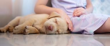 sleeping-yellow-lab-puppy-being-comforted-by-a-child-illustrating-the-importance-of-timely-dewormer-treatment
